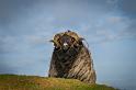 12 schaap